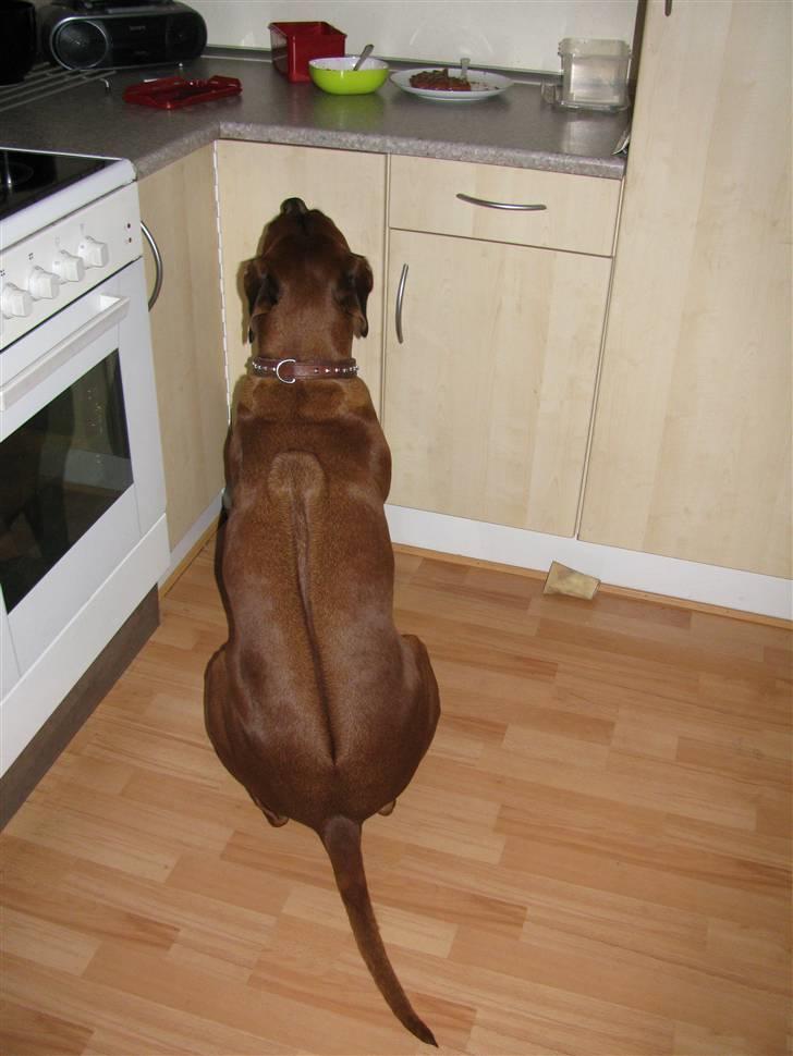 Rhodesian ridgeback laura - hun flytter sig ik hvis der står en brødkurv på bordet - anset om der er noget deri eller ej billede 5