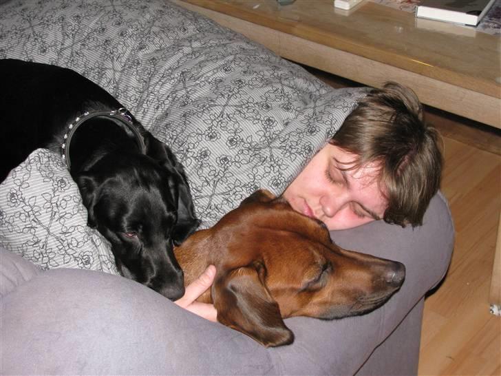 Rhodesian ridgeback laura - pigerne hygger med dynen. emma har dog ik lært at få dynen på - men det syns hun godt om nu billede 6