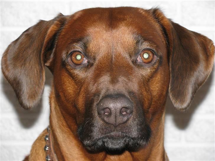 Rhodesian ridgeback laura billede 7