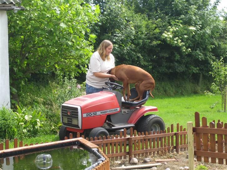 Rhodesian ridgeback laura - laura har set når jeg slår græs - og er vildt glad når jeg står af havetraktoren - hun syns bare det er nemmere at hoppe over end at gå uden om havetraktoren billede 8