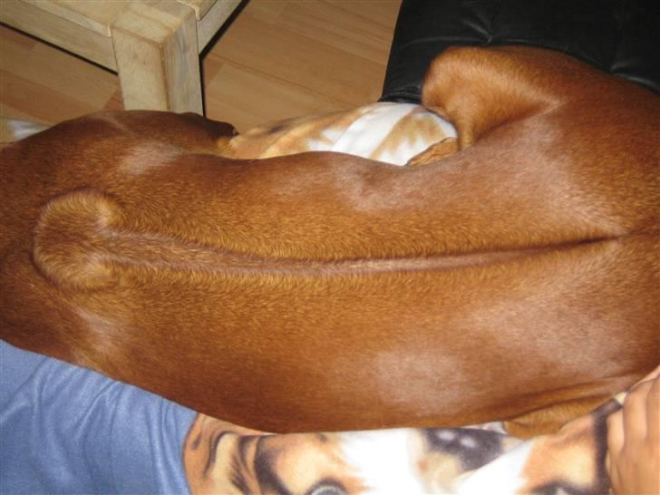 Rhodesian ridgeback laura - lauras ridge billede 9