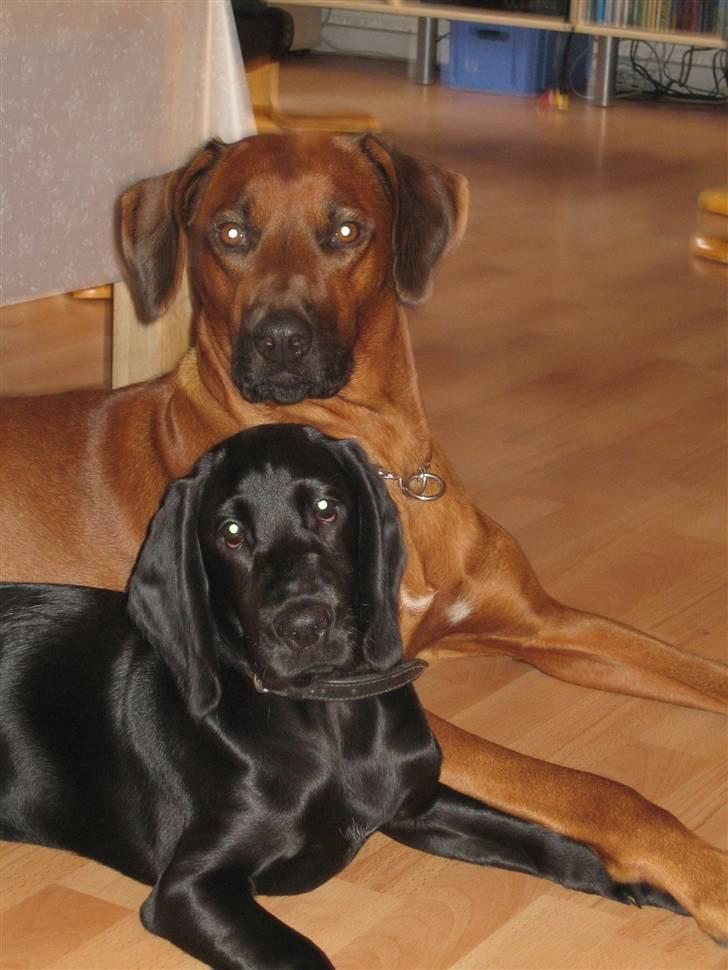 Rhodesian ridgeback laura - laura 5 år og emma 7måneder ca. de ligger foran gasovene som er deres bedste ven billede 10