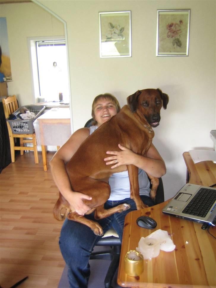 Rhodesian ridgeback laura - tja laura ved ik hun ik er en 10kgs hund mere - men det er nu hyggeligt billede 11