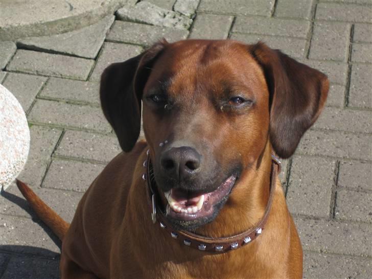 Rhodesian ridgeback laura billede 12