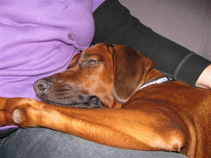 Rhodesian ridgeback laura - mors hyggerøv billede 14