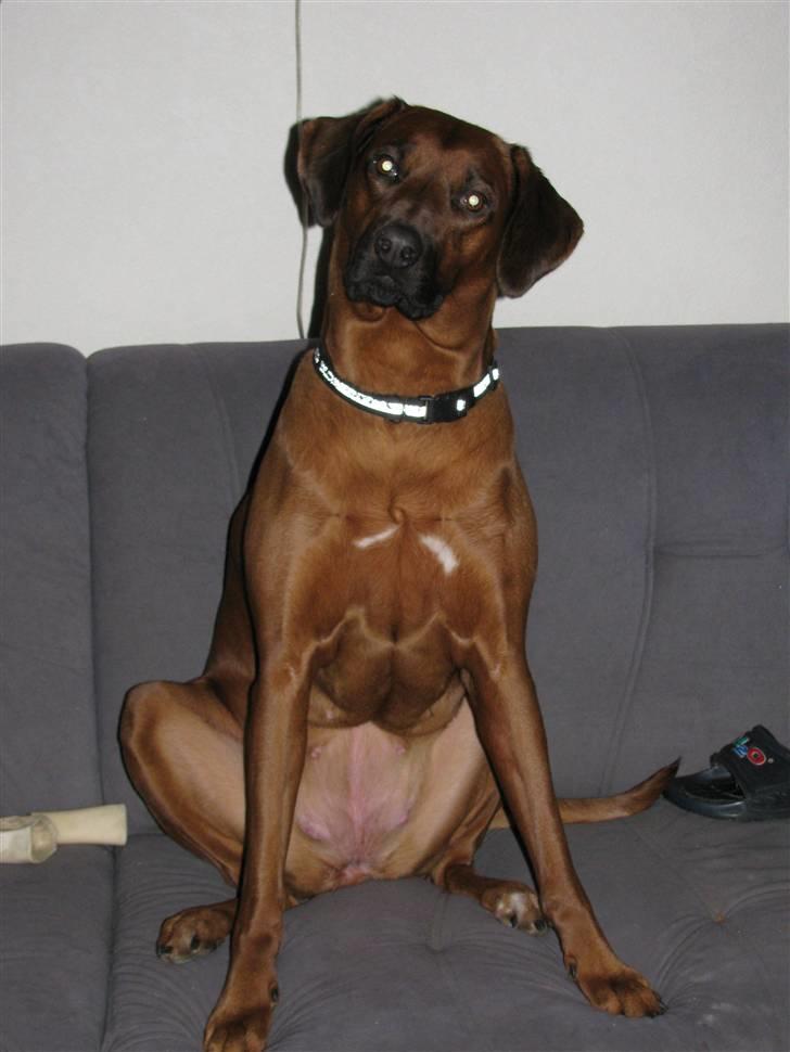 Rhodesian ridgeback laura - "vil du med til købmanden" så lægger hun hovedet på skrå billede 15