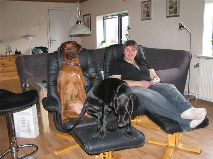 Rhodesian ridgeback laura - vi har fået en wii og pigerne syns det er vildt hyggeligt billede 16