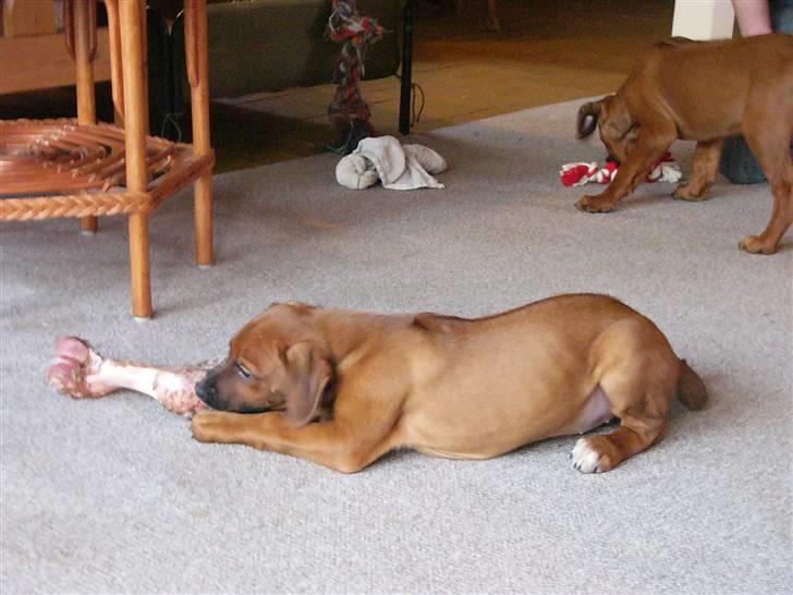 Rhodesian ridgeback laura - laura da vi skulle vælge hende oppe ved lone billede 17