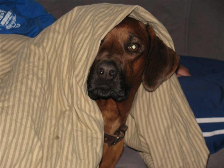 Rhodesian ridgeback laura - elsker at koge under dynen billede 18