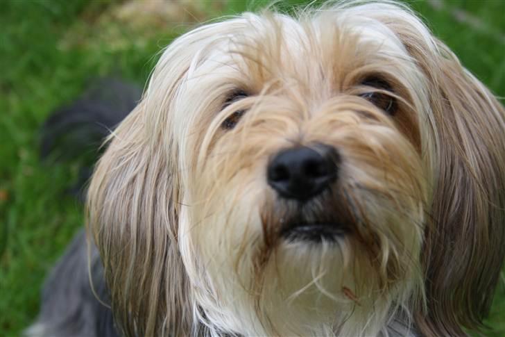 Blanding af racer Nuser *springstjernen*<3 - velkommen til nusers profil<3 billede 1