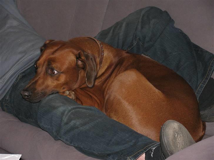 Rhodesian ridgeback laura - sådan ligger hun ved henrik om natten under dynen billede 19