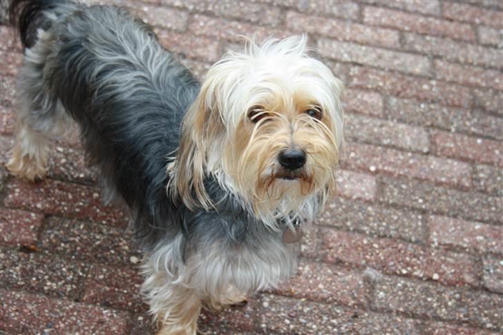 Blanding af racer Nuser *springstjernen*<3 - Nuser pigen<3 billede 2