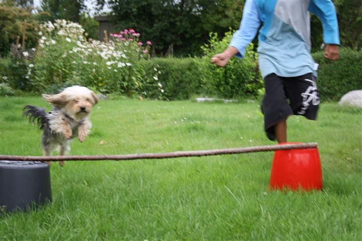 Blanding af racer Nuser *springstjernen*<3 - Nuser som springer med Jens(-: billede 3