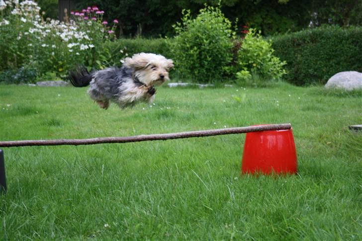 Blanding af racer Nuser *springstjernen*<3 - Nuser der springer(-: billede 4