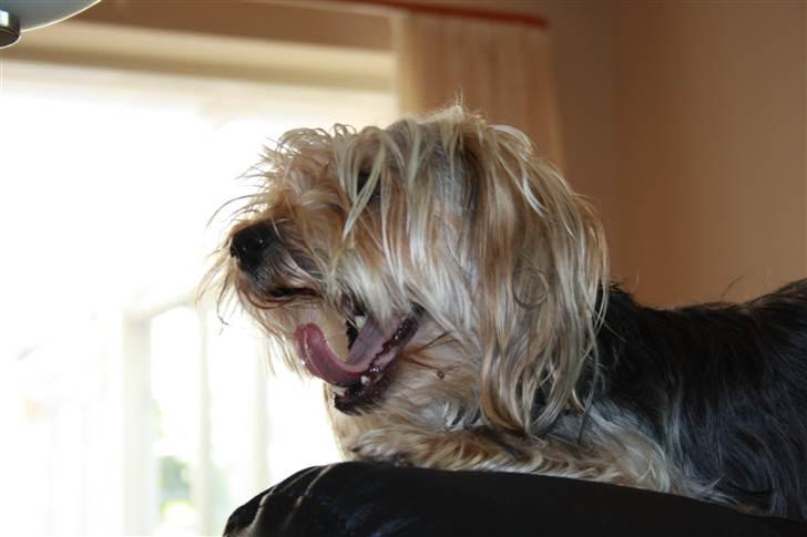 Blanding af racer Nuser *springstjernen*<3 - *gab gab* billede 5