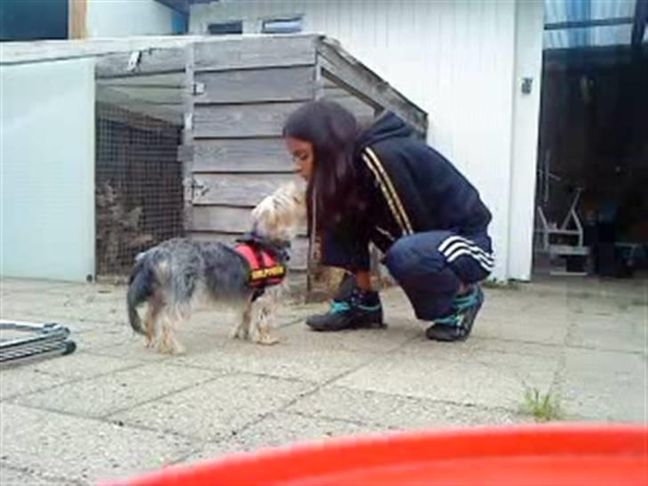 Blanding af racer Nuser *springstjernen*<3 - hun giver mig et kys <33 elkser dig skat <33 billede 6