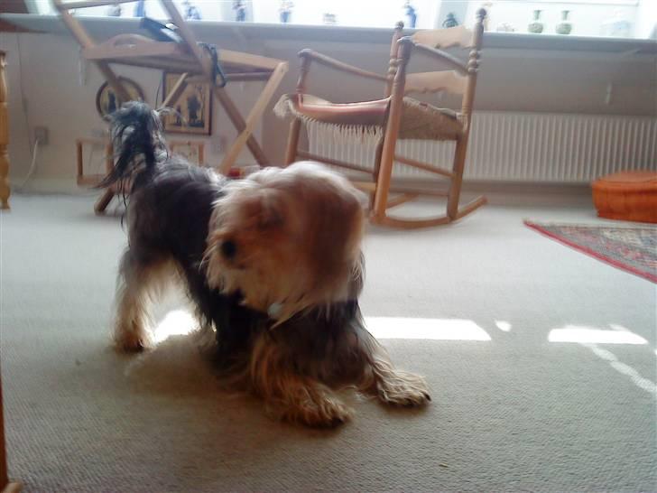 Blanding af racer Nuser *springstjernen*<3 - nusere din fjolle  billede 7