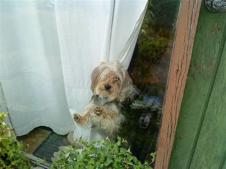 Blanding af racer Nuser *springstjernen*<3 - hun piber fordi vi skulle ud mig og min lillebror <3 =`) billede 8