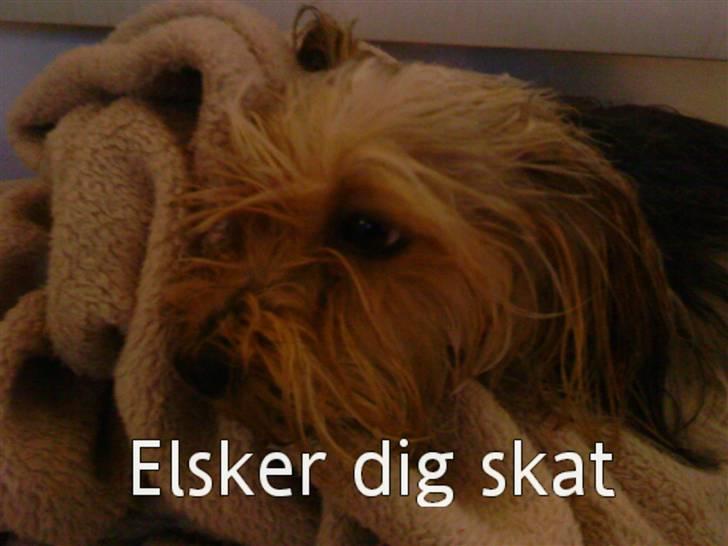 Blanding af racer Nuser *springstjernen*<3 - hun har lige været i bad min skat <33  billede 10