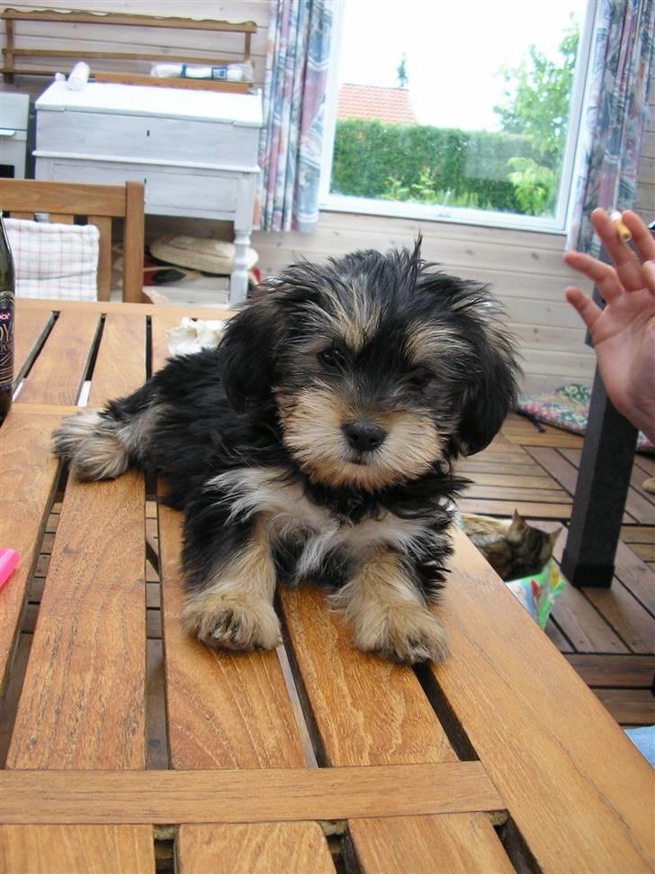 Blanding af racer Nuser *springstjernen*<3 - da vil lige ahvde fået hende er hun ikke kær ?? <3333 =`) billede 11