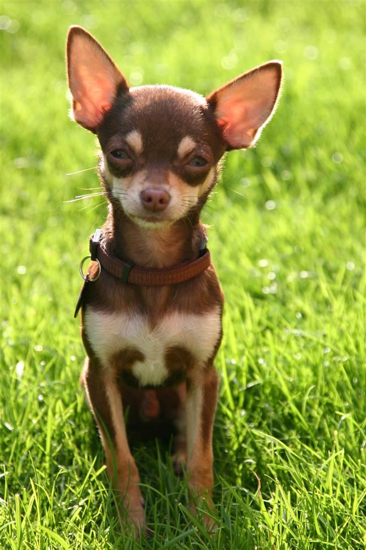 Chihuahua Mr. Muffin - Mr. Muffin. billede 1