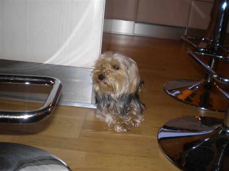 Blanding af racer Nuser *springstjernen*<3 - heheXD slapper lige af <3 billede 12