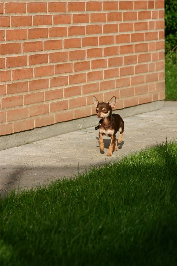 Chihuahua Mr. Muffin - Hva... sker der noget? Går jeg glip af noget? HVA HVA HVA? billede 3