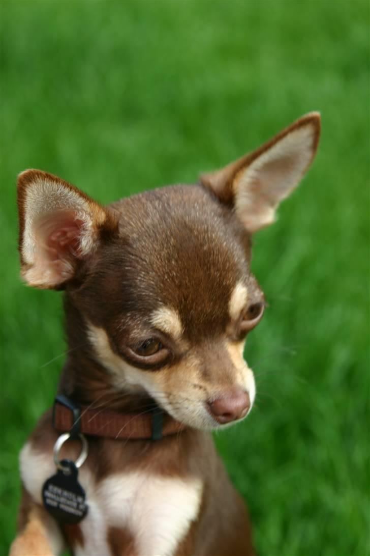 Chihuahua Mr. Muffin billede 5