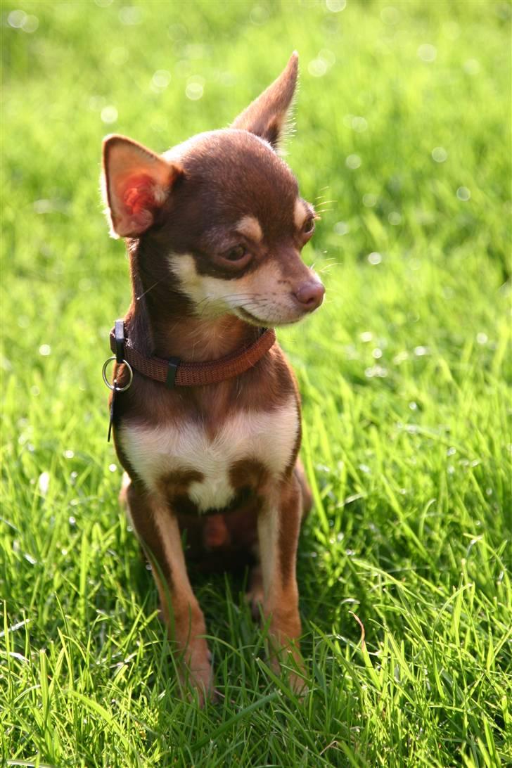 Chihuahua Mr. Muffin - Den her hvilken klæder mig, synes i ikke? billede 6