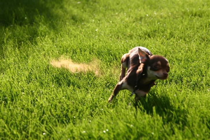 Chihuahua Mr. Muffin - Bindegal chihuahua med støvsky efter sig, ha ha... billede 7