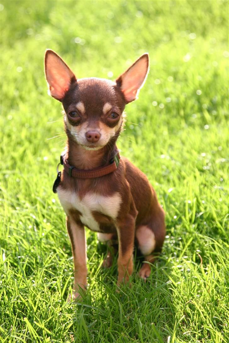 Chihuahua Mr. Muffin - Mr. Muffin going pose-y! billede 8