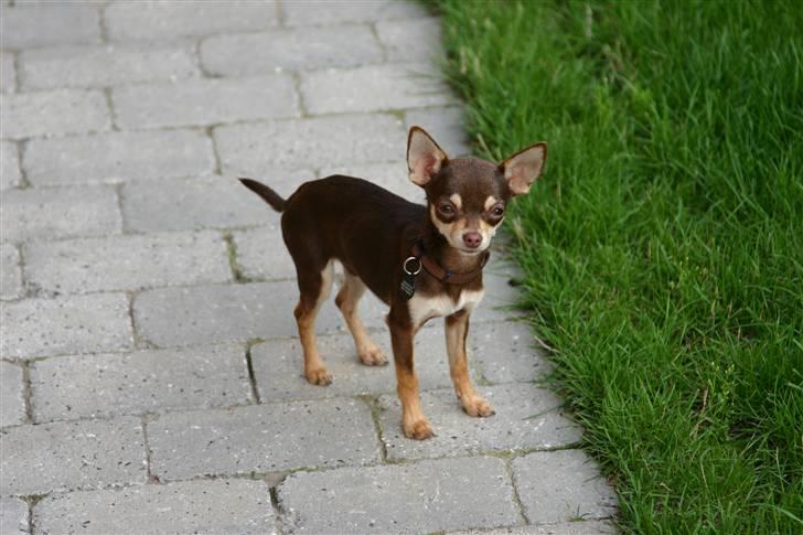 Chihuahua Mr. Muffin - Hej menneskemor... er jeg lækker? Hva? hva? HVA? HVAAAAAAA? billede 9