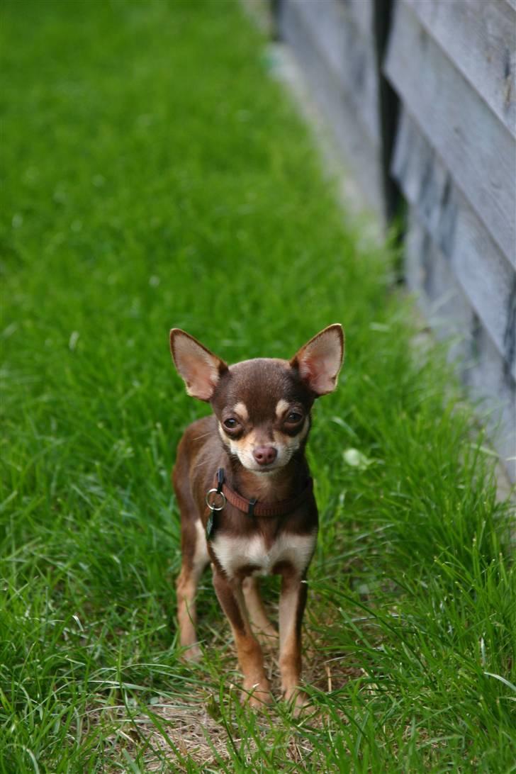 Chihuahua Mr. Muffin - Mr. Muffin. billede 10