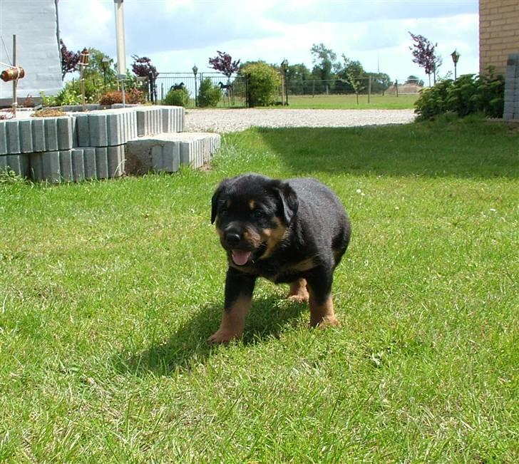 Rottweiler Qato - Kaldte du mor... billede 14