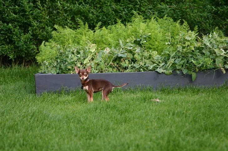 Chihuahua Mr. Muffin - Hmmm, er der nogen der holder øje med mig eller kan jeg godt smutte en tur i højbedet? billede 11