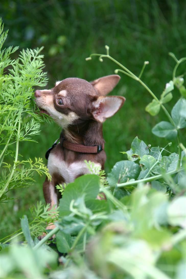 Chihuahua Mr. Muffin - Ingen ser mig, jeg snupper sgu gulerødderne.... billede 12