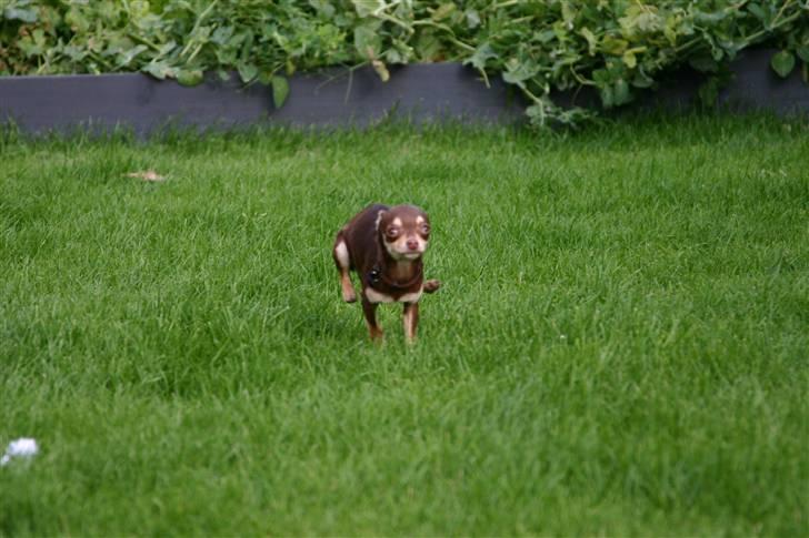 Chihuahua Mr. Muffin - OPDAGET.... Jeg stikker af  NUUUUUUU....! billede 13