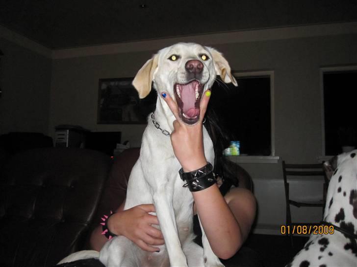 Blanding af racer Ronja billede 10