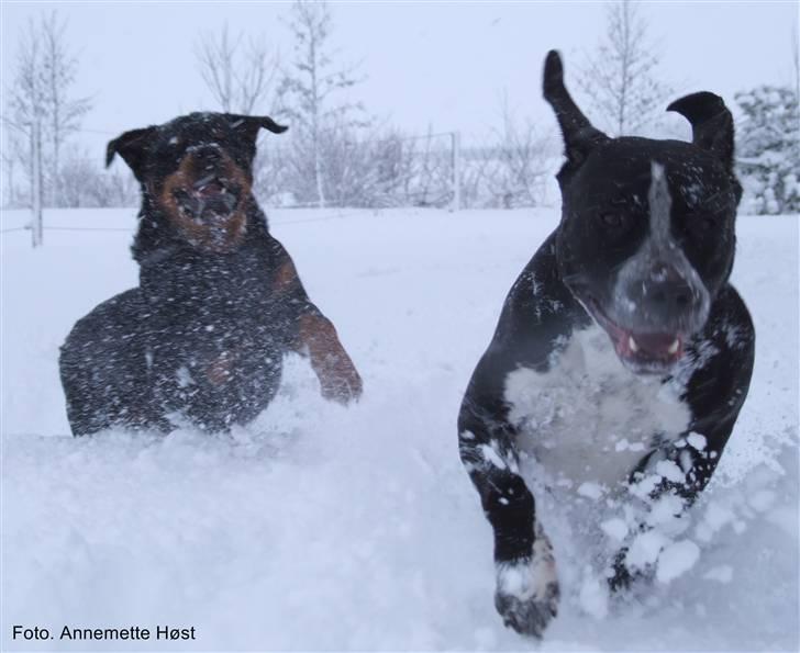 Blanding af racer Tascha billede 14