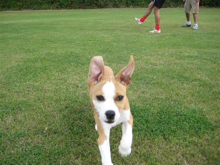 Amerikansk staffordshire terrier Sille - sille 3mdr billede 8