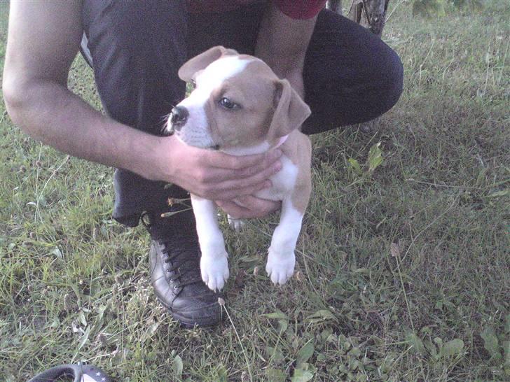 Amerikansk staffordshire terrier Sille - 310709 billede 9