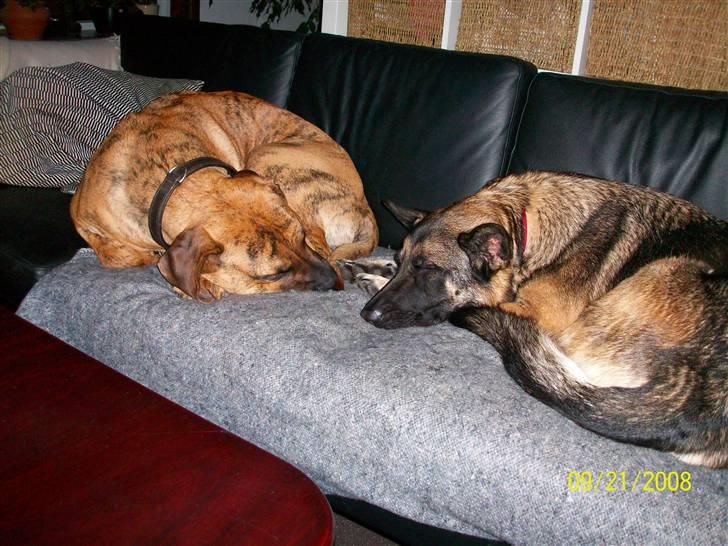 Boerboel Balder Teglborg*i himlen* billede 11