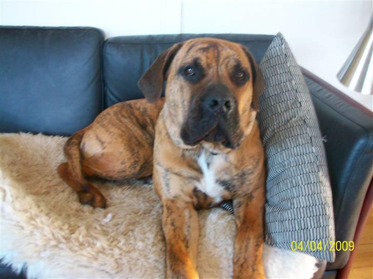 Boerboel Balder Teglborg*i himlen* billede 12