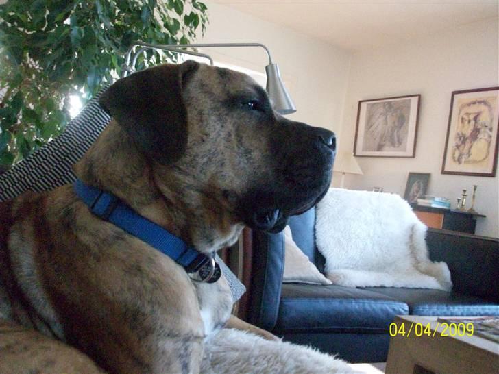 Boerboel Balder Teglborg*i himlen* billede 13