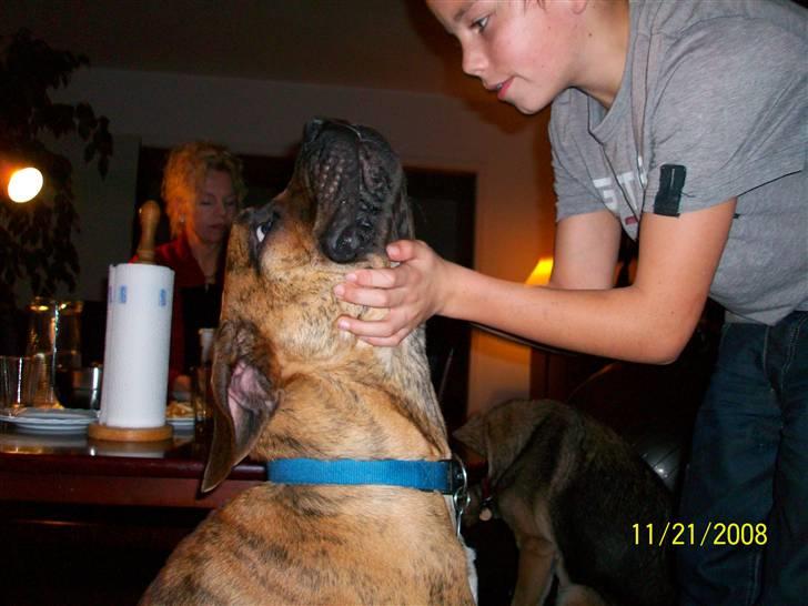 Boerboel Balder Teglborg*i himlen* billede 14