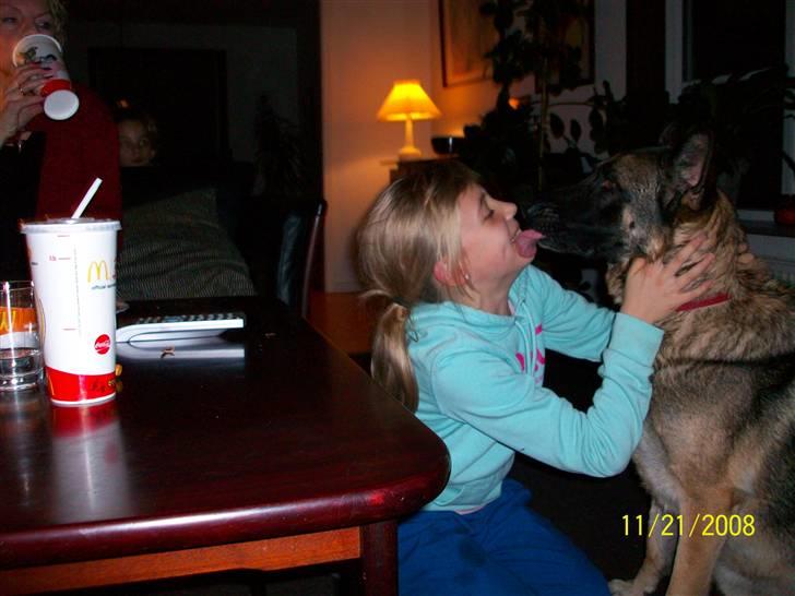 Schæferhund Sally billede 8