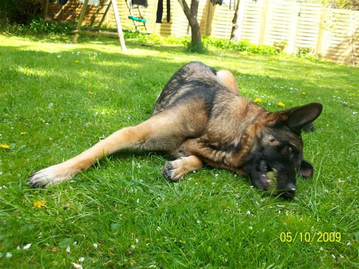 Schæferhund Sally billede 9