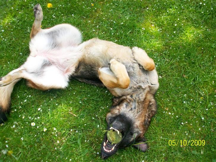 Schæferhund Sally billede 10