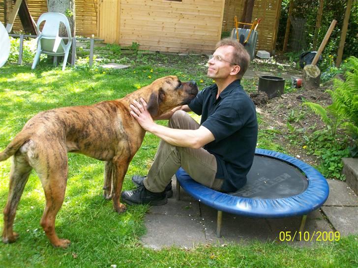 Boerboel Balder Teglborg*i himlen* billede 15
