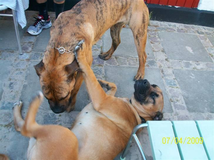 Boerboel Balder Teglborg*i himlen* - Skagen09 Leger med mischa.  billede 16